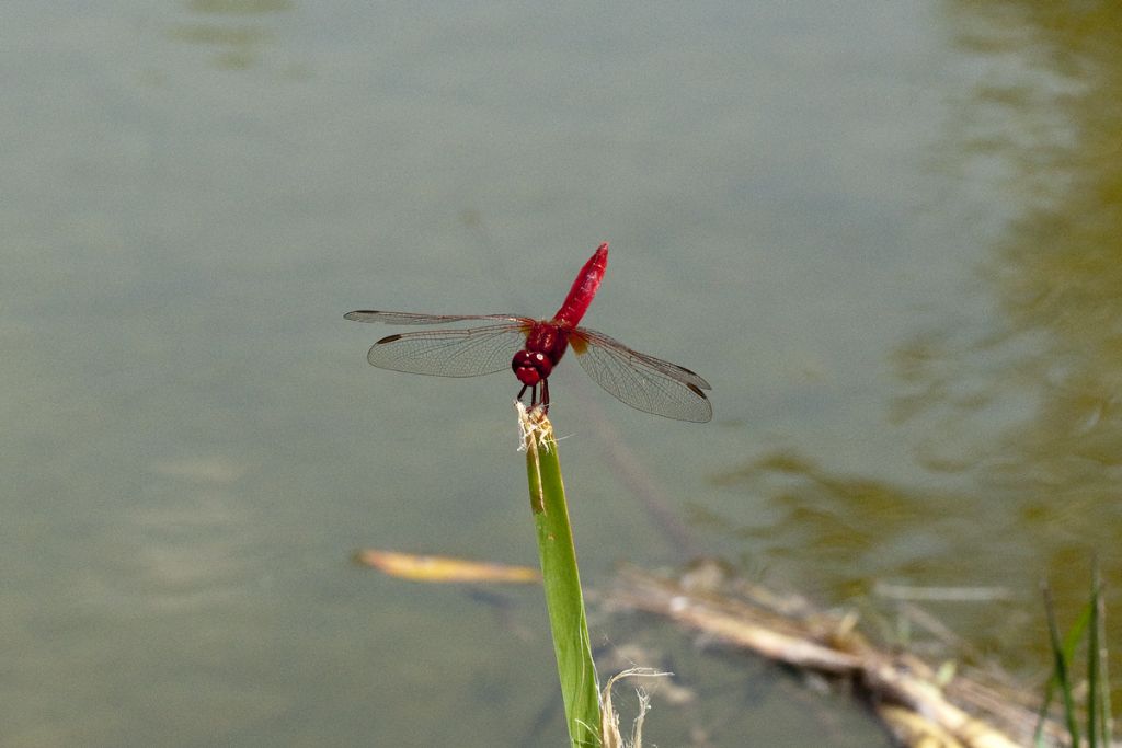 Crocothemys erithraea?